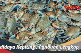 Judi Kepiting Udang